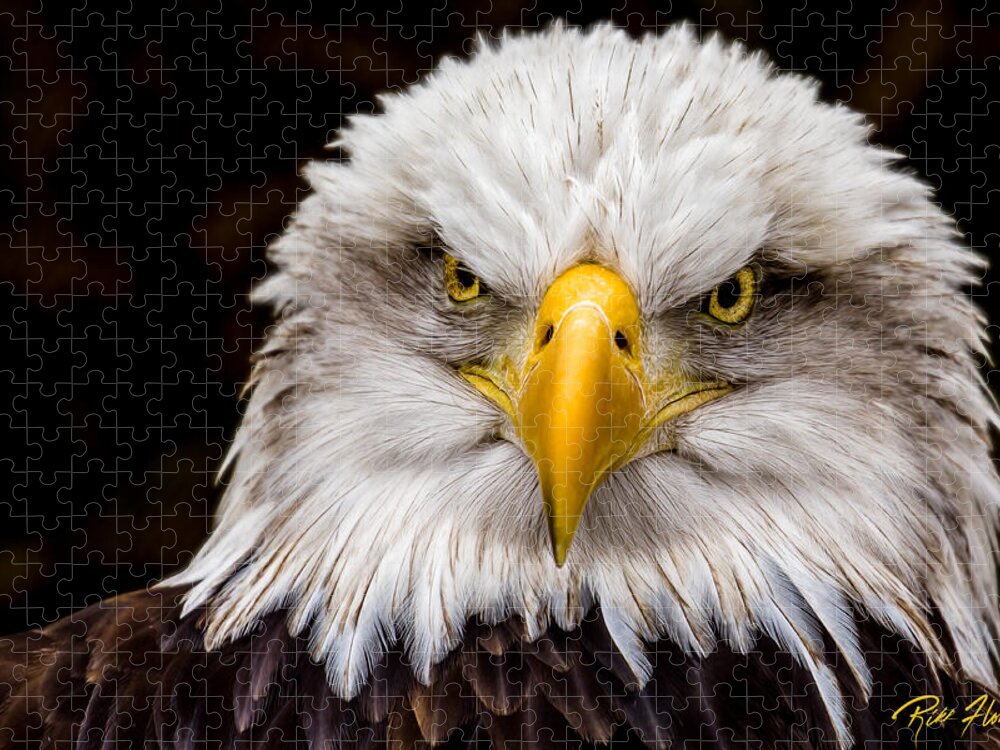 Animals Jigsaw Puzzle featuring the photograph Defiant and Resolute - Bald Eagle by Rikk Flohr
