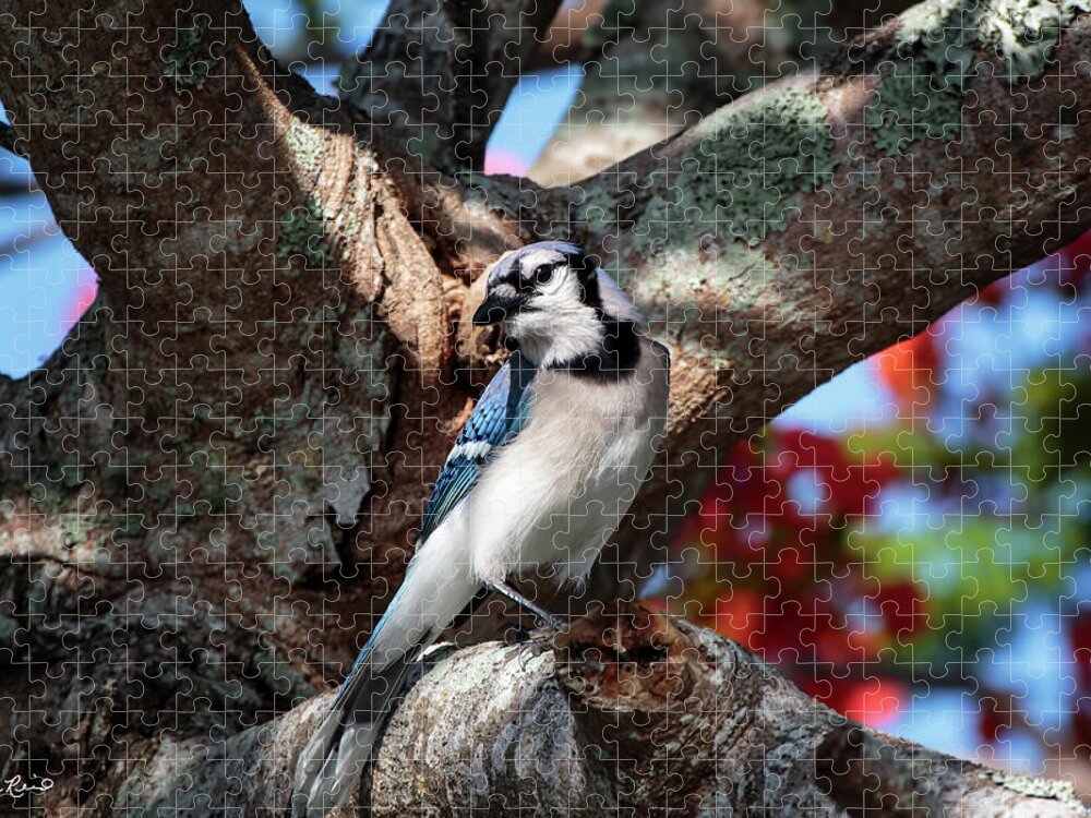 Florida Jigsaw Puzzle featuring the photograph Eagle Lakes Park - Northern Blue Jay at Rest by Ronald Reid