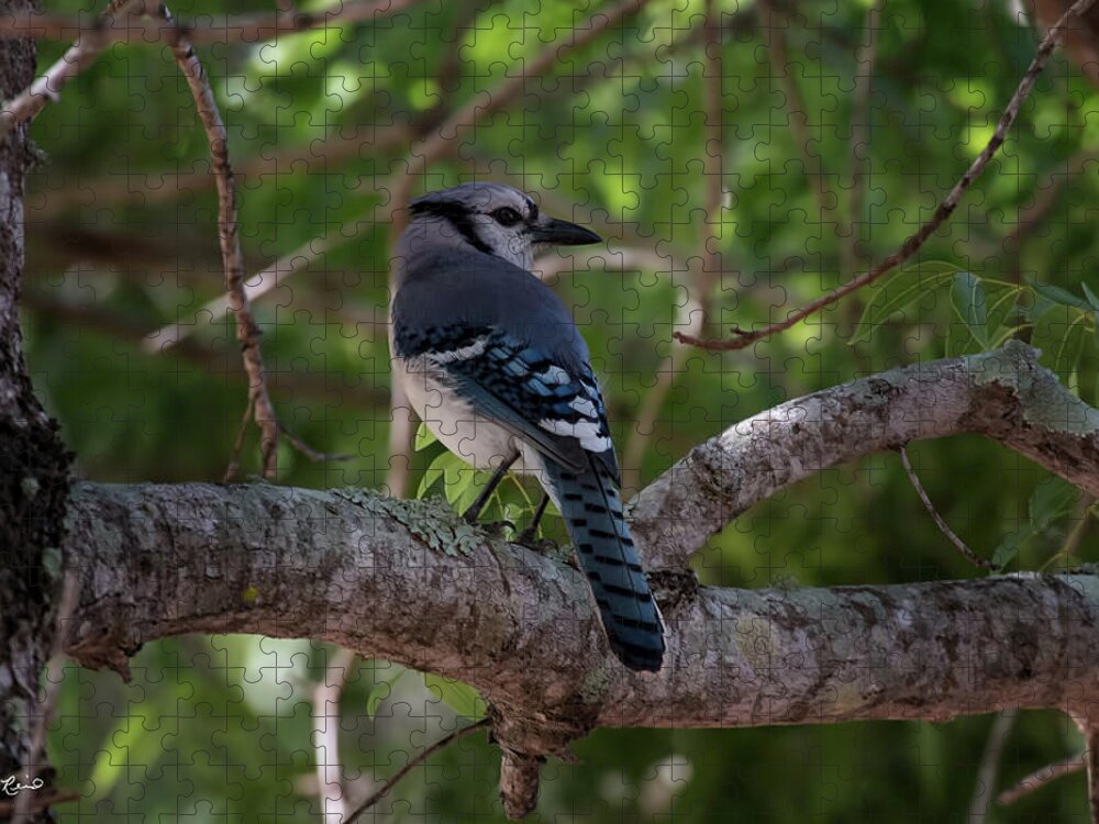Florida Jigsaw Puzzle featuring the photograph Eagle Lakes Park - Northern Blue Jay - Profile by Ronald Reid