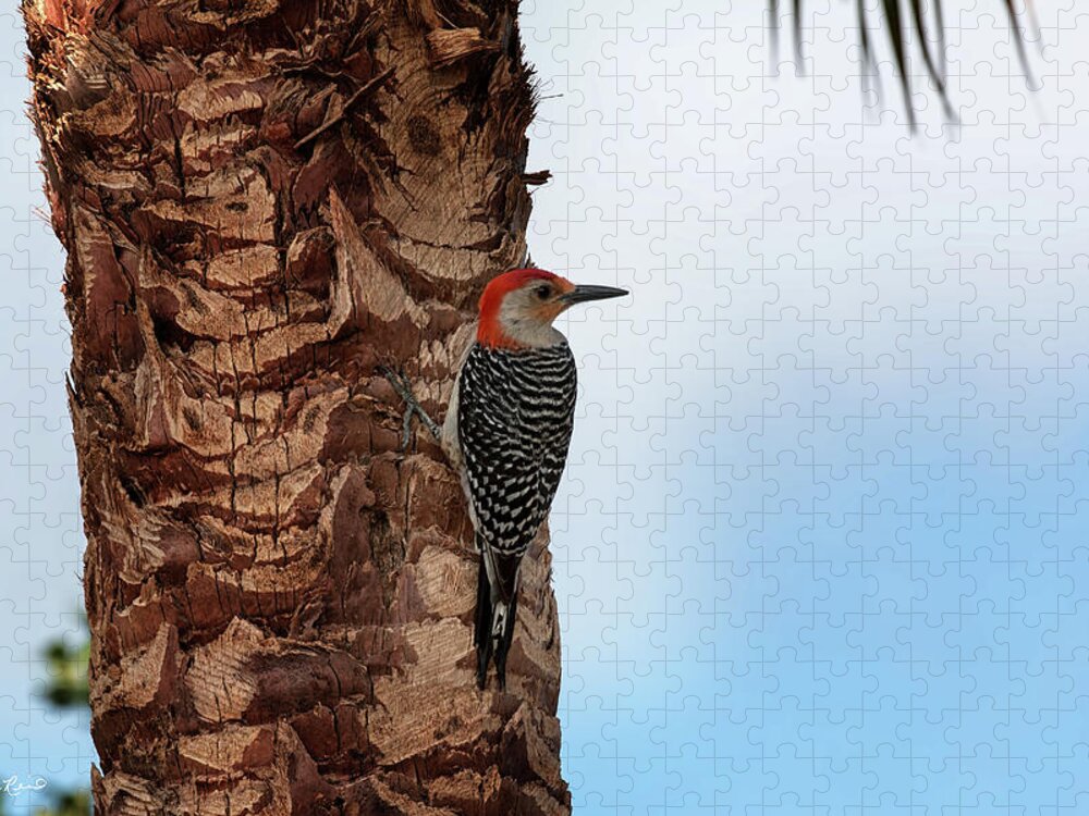 Florida Jigsaw Puzzle featuring the photograph Eagle Lakes Park - Red-Bellied Woodpecker Peering for Next Tree by Ronald Reid