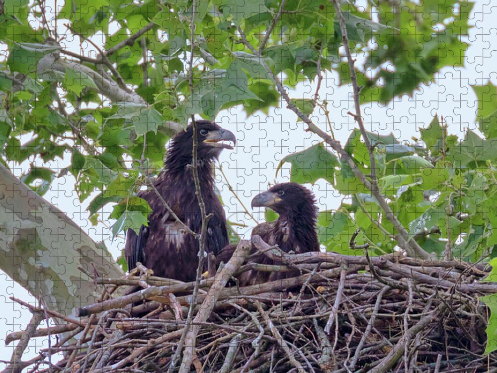 Bald Eagle Jigsaw Puzzle featuring the photograph Eaglets Day Off 2 by Susan Rissi Tregoning