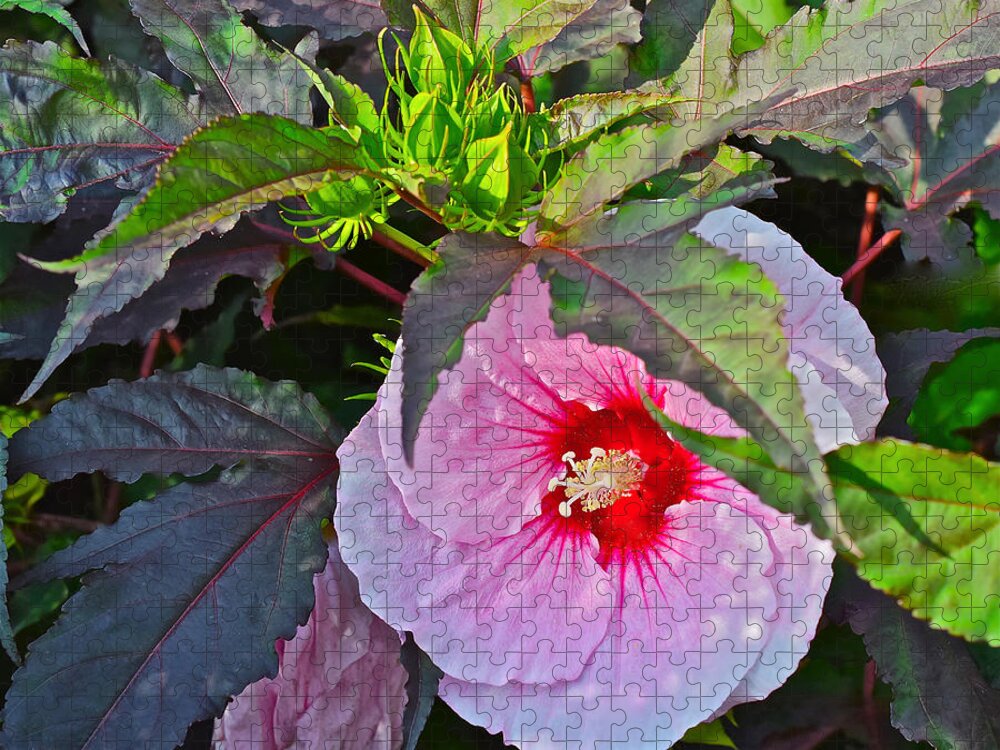 Hibiscus Jigsaw Puzzle featuring the photograph Early August Hibiscus 2 by Janis Senungetuk
