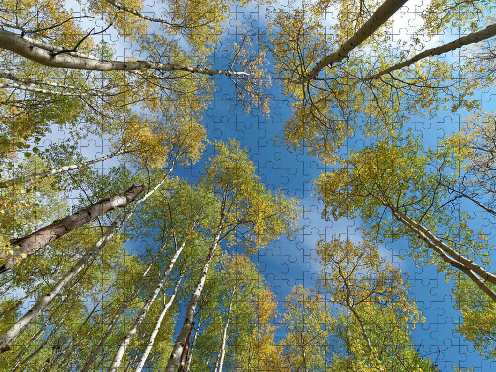Autumn Jigsaw Puzzle featuring the photograph Early Autumn Aspen Canopy by Cascade Colors