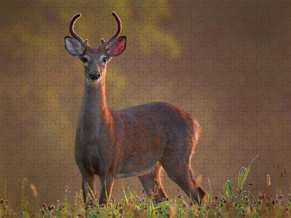 Buck Jigsaw Puzzle featuring the photograph Early Buck by Bill Wakeley