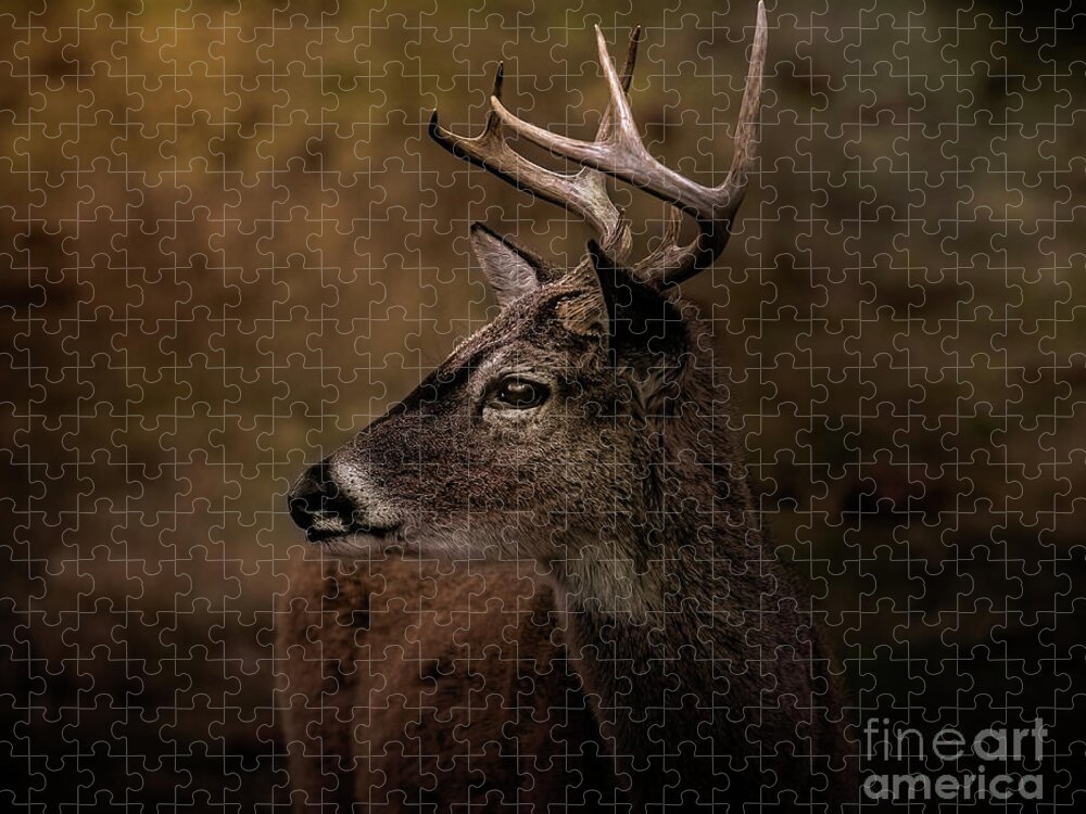 Nature Jigsaw Puzzle featuring the photograph Early Buck by Robert Frederick