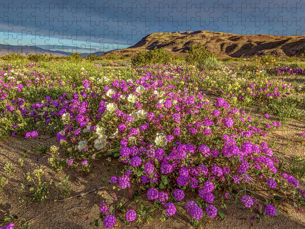 Anza-borrego Desert Jigsaw Puzzle featuring the photograph Early Morning Light Super Bloom by Peter Tellone
