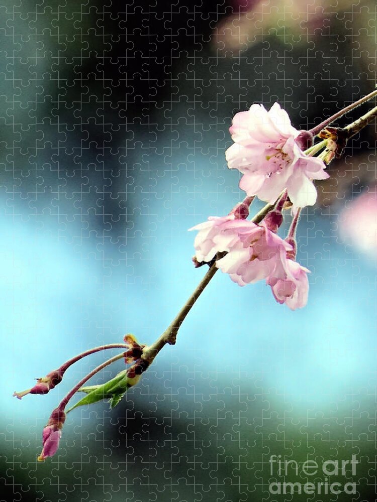 Weeping Cherry Blossoms Jigsaw Puzzle featuring the photograph Early Spring Weeping Cherry by Janice Drew