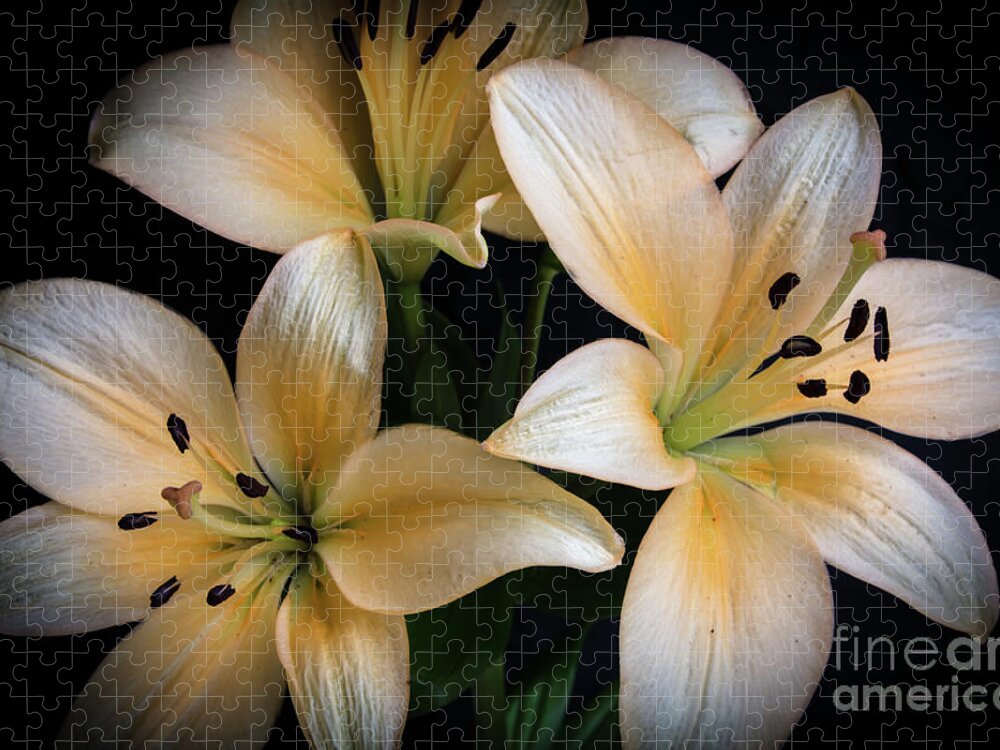 Closeup Jigsaw Puzzle featuring the photograph Easter Lilies by Deborah Klubertanz