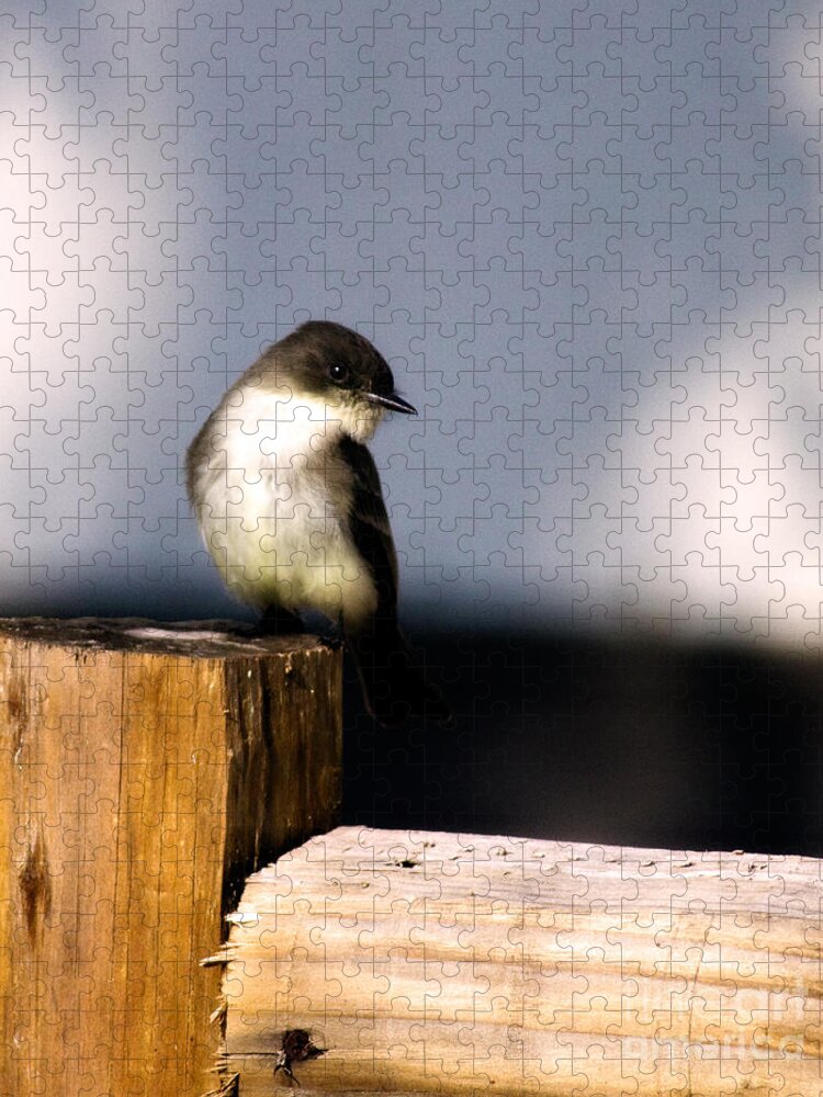 Bird Jigsaw Puzzle featuring the photograph Eastern Phoebe by Lana Trussell