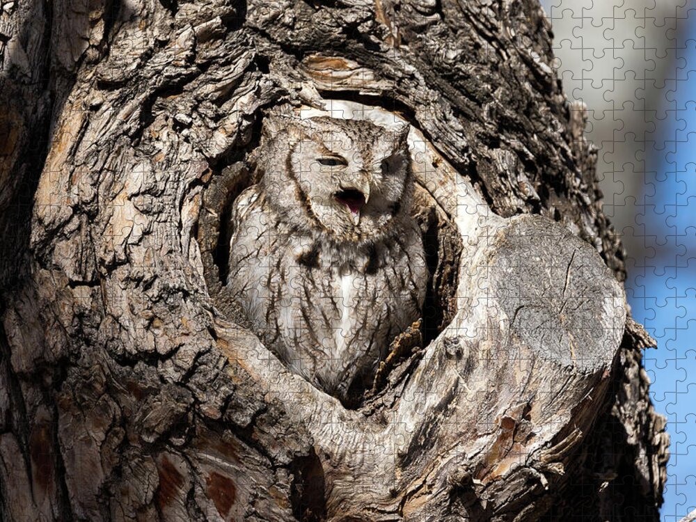 Owl Jigsaw Puzzle featuring the photograph Eastern Screech Owl Makes Some Noise by Tony Hake