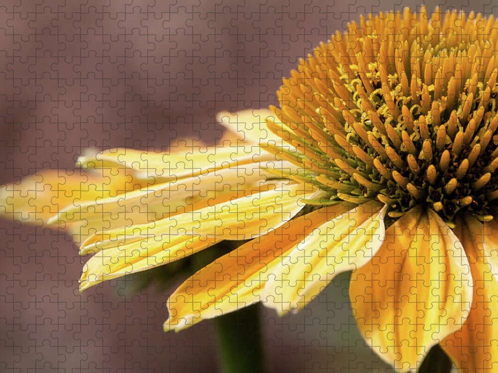 Echinacea Jigsaw Puzzle featuring the photograph Echinacea, Cheyenne Spirit - by Julie Weber