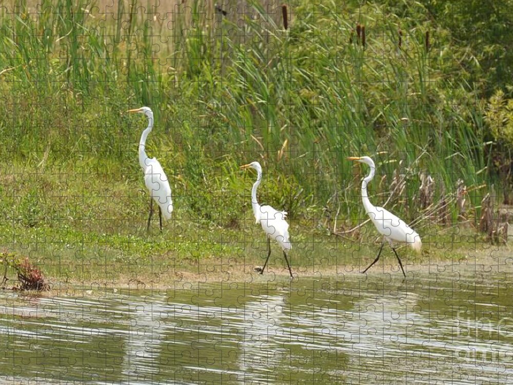 Egret Family 2 Jigsaw Puzzle featuring the photograph Egret Family 2 by Maria Urso
