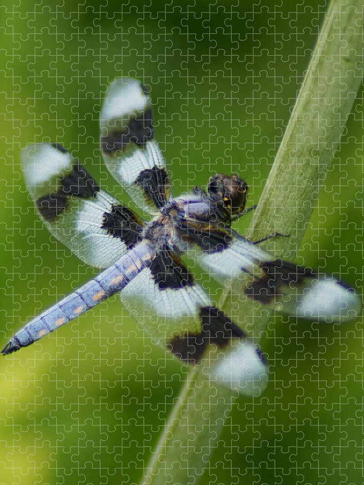 Dragonfly Jigsaw Puzzle featuring the photograph Eight Spotted Skimmer Dragonfly by Ben Upham III