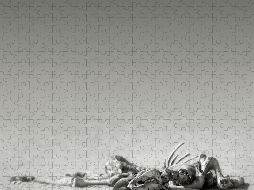 Skeleton; Eland; Remains; Desert; Carcass; Bones; Arid; Desolation; Death; Sand; Art; Artistic; Black; White; B&w; Monochrome; Open; Plane; Antelope; Wild; Mammal; Animal; Wildlife; Nature; Africa; Kalahari; Lying; Lay Jigsaw Puzzle featuring the photograph Eland skeleton in desert by Johan Swanepoel