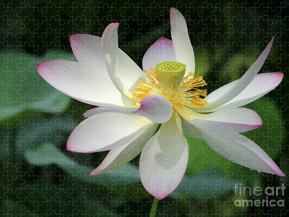 Lotus Jigsaw Puzzle featuring the photograph Elegant Lotus by Sabrina L Ryan