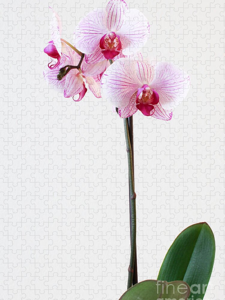 Flowers Jigsaw Puzzle featuring the photograph Elegant Orchid by Anita Oakley