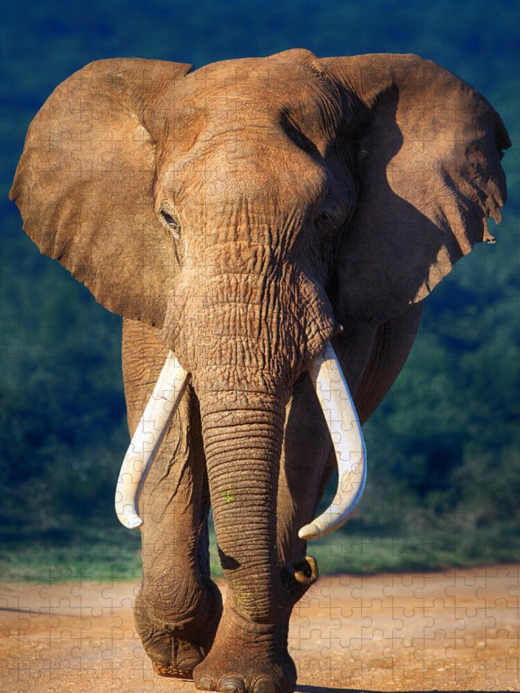 Elephant Jigsaw Puzzle featuring the photograph Elephant approaching by Johan Swanepoel