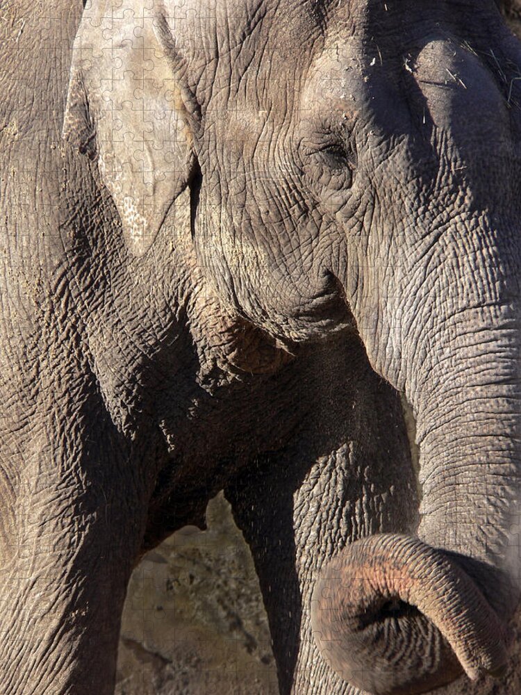 Elephant Jigsaw Puzzle featuring the photograph Elephant by Steven Sparks