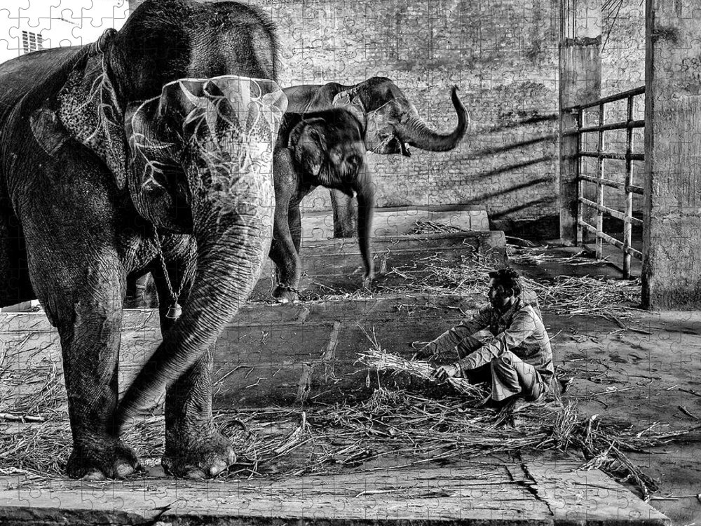 Elephant Jigsaw Puzzle featuring the photograph Elephant Training by M G Whittingham