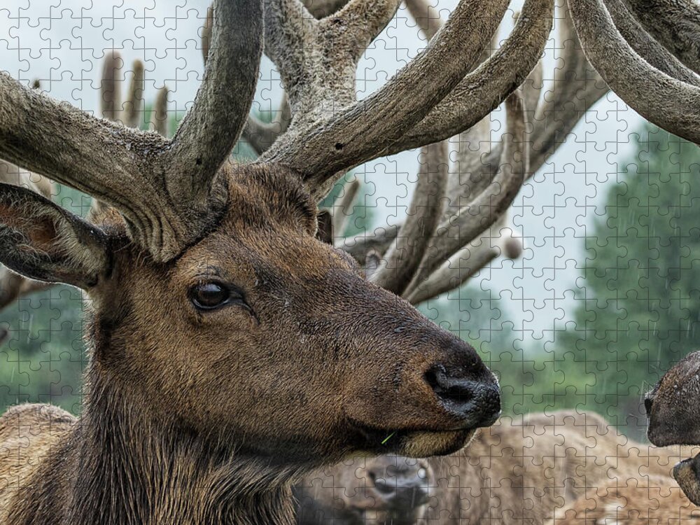 Elk Jigsaw Puzzle featuring the photograph Elk and Antlers by Belinda Greb