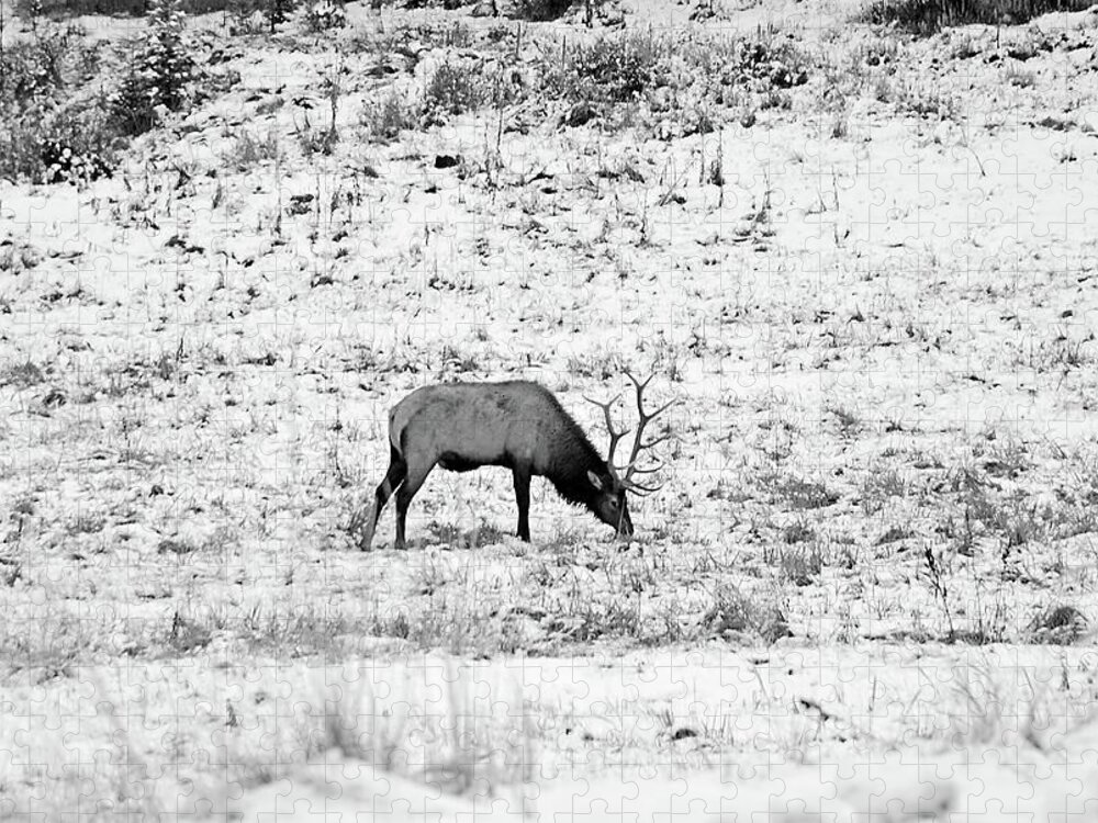 Elks Jigsaw Puzzle featuring the photograph Elk in Black and White - Estes Park by Angie Tirado