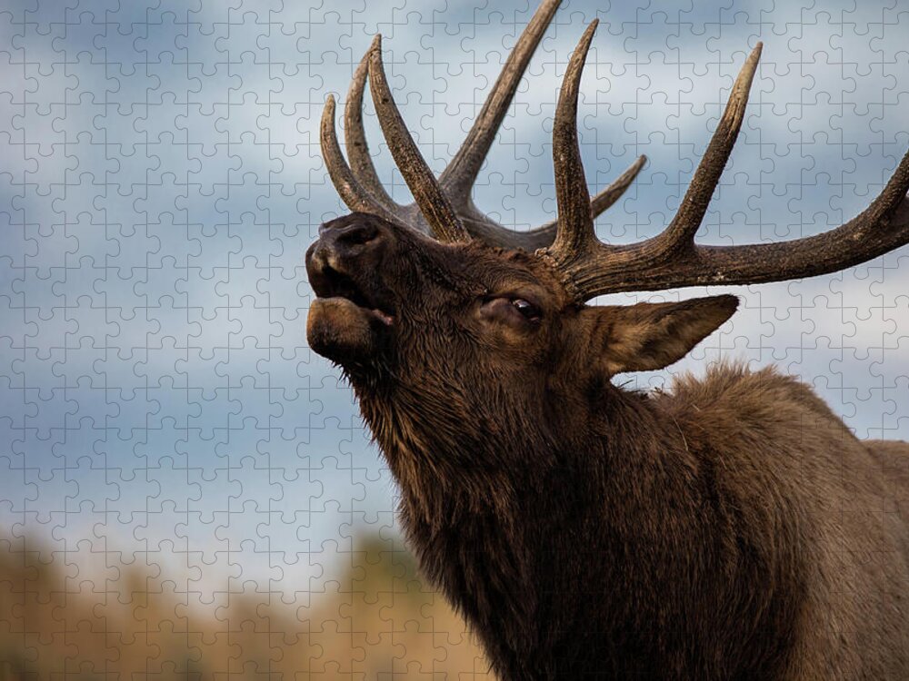 200-400mm 5dsr Jigsaw Puzzle featuring the photograph ELK's SCREEM by Edgars Erglis