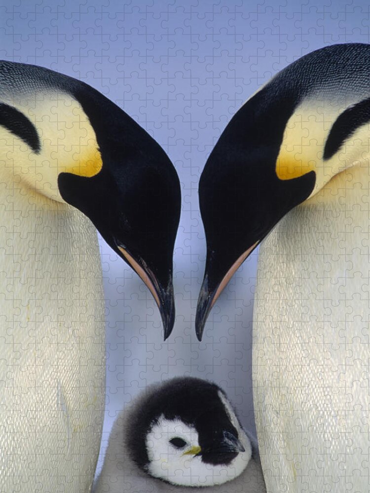 00140140 Jigsaw Puzzle featuring the photograph Emperor Penguin Family by Tui De Roy