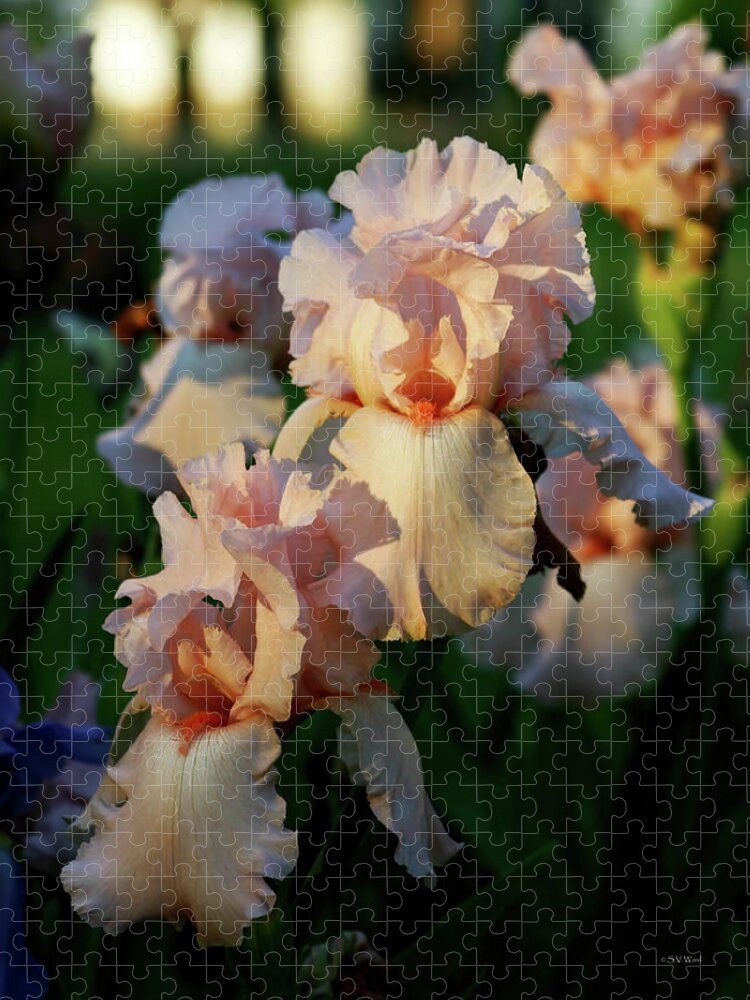 Impressionist Jigsaw Puzzle featuring the photograph End of Day Pink Irises 6702 H_2 by Steven Ward