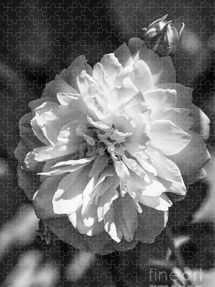 Rose Jigsaw Puzzle featuring the photograph English Rose Bw by Judy Wolinsky