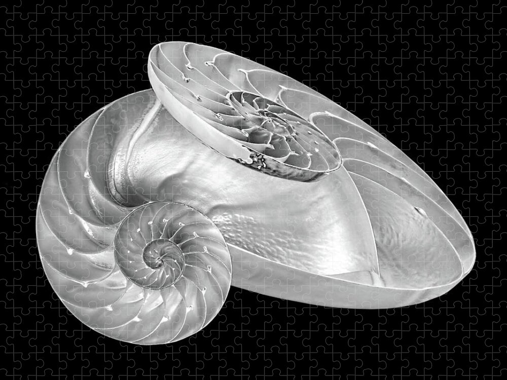 Black And White Sea Shell Jigsaw Puzzle featuring the photograph Entwined Nautilus in Black and White by Gill Billington