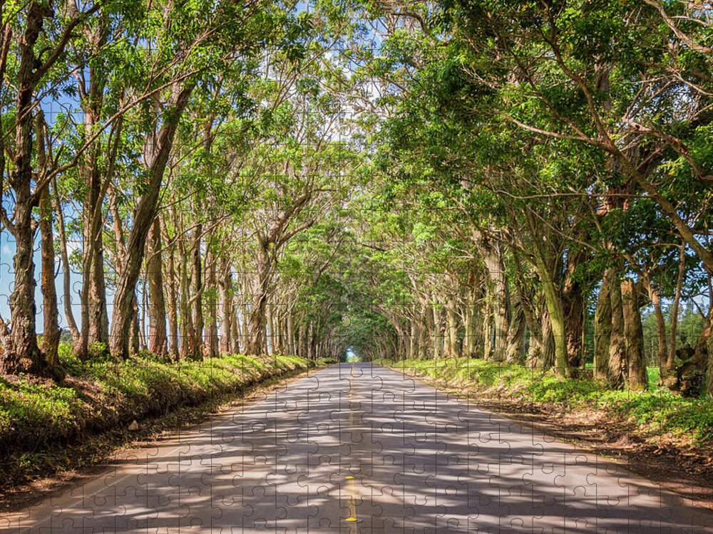 Tree Tunnel Kauai Hawaii Jigsaw Puzzle featuring the photograph Eucalyptus Tree Tunnel - Kauai Hawaii by Brian Harig