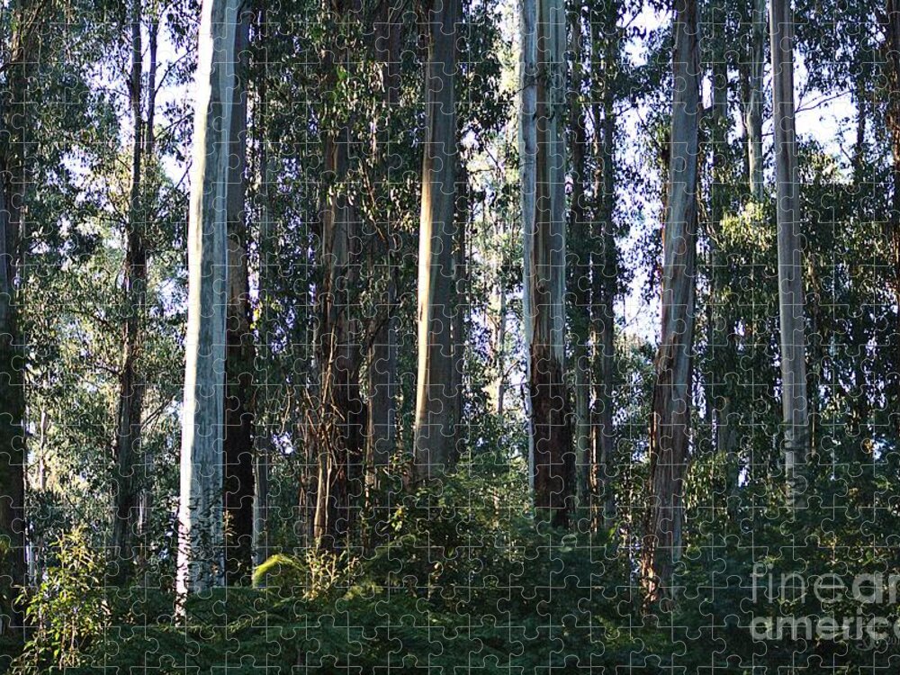Joy Watson Jigsaw Puzzle featuring the photograph Eucalyptus Trees and Beautiful Ferns  by Joy Watson