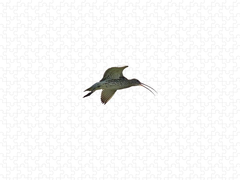 Eurasian Curlew Jigsaw Puzzle featuring the photograph Eurasian curlew transparent by Jouko Lehto