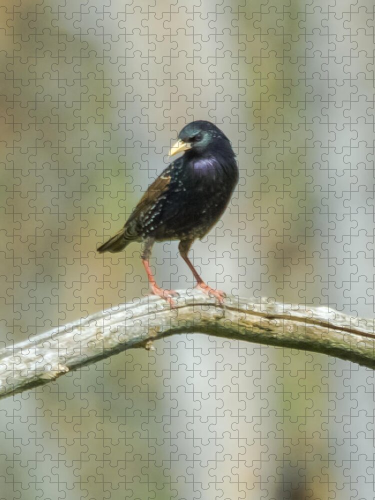 European Starling Jigsaw Puzzle featuring the photograph European Starling by Holden The Moment