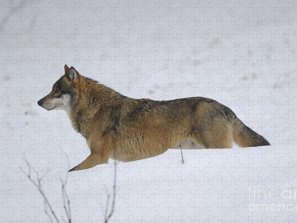 European Wolf Jigsaw Puzzle featuring the photograph European Wolf, Germany by David & Micha Sheldon