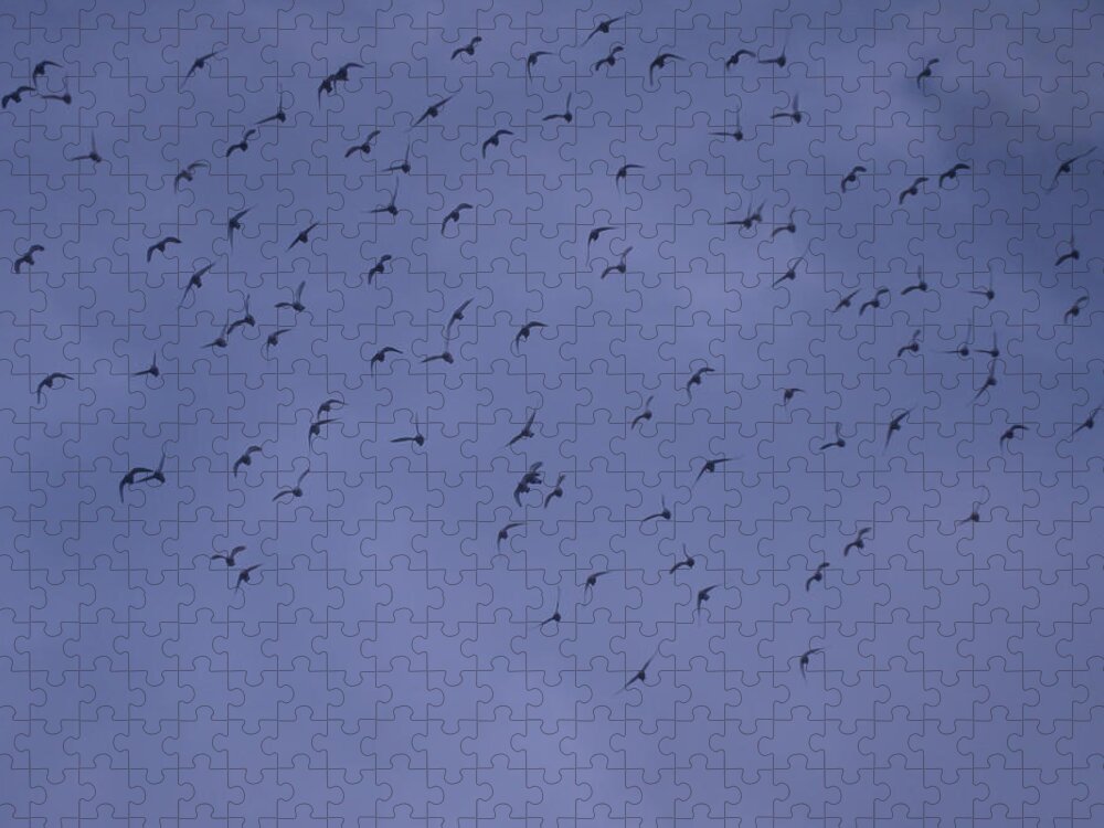 Flock Jigsaw Puzzle featuring the photograph Evening Flock by Mark Blauhoefer