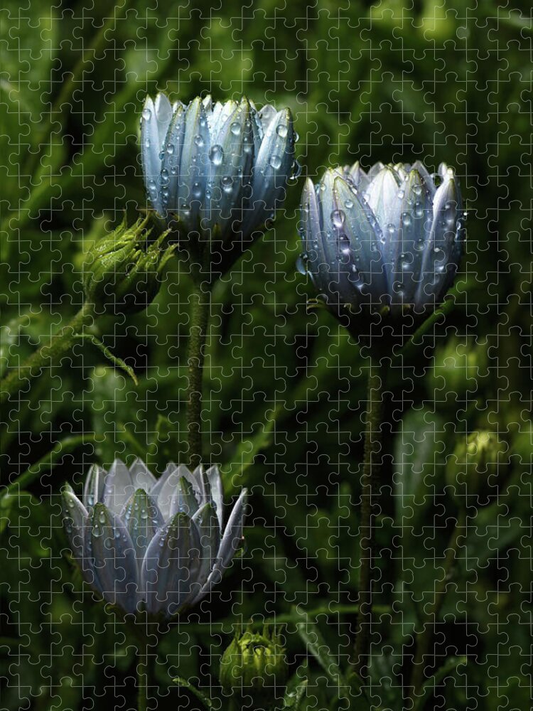 Flower Jigsaw Puzzle featuring the photograph Fabulously Beautiful blue flowers with raindrops by Sergey Taran