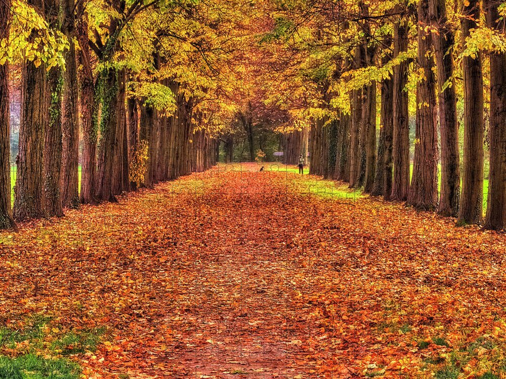 Color Efex Pro Jigsaw Puzzle featuring the photograph Fall colors avenue by Roberto Pagani