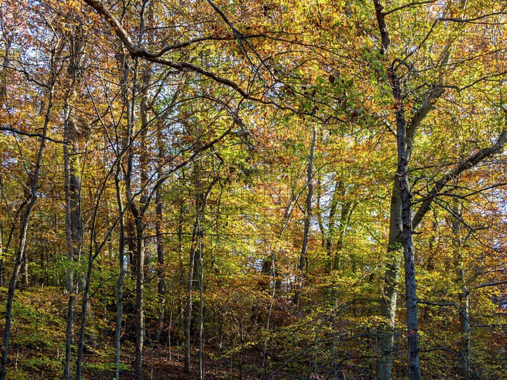 Trees Jigsaw Puzzle featuring the photograph Fall Colors of Rock Creek Park by Ed Clark
