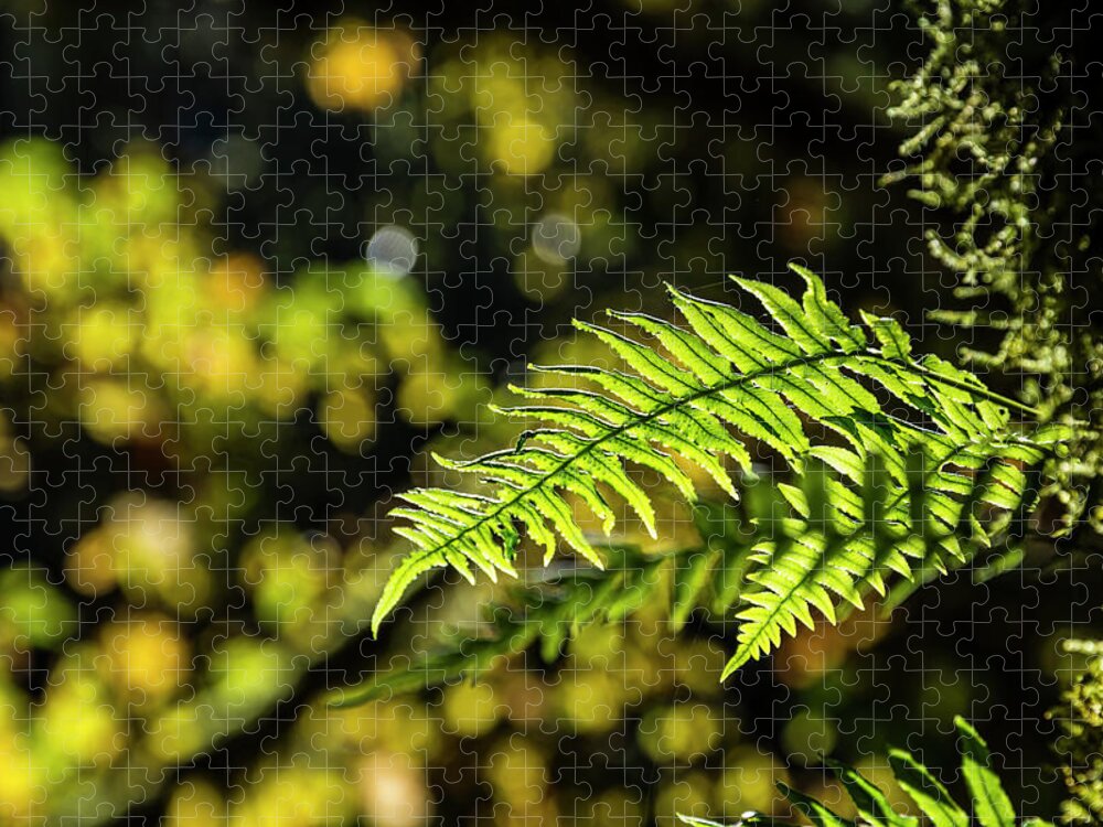 Fern Jigsaw Puzzle featuring the photograph Fall Ferns 2 by Pelo Blanco Photo