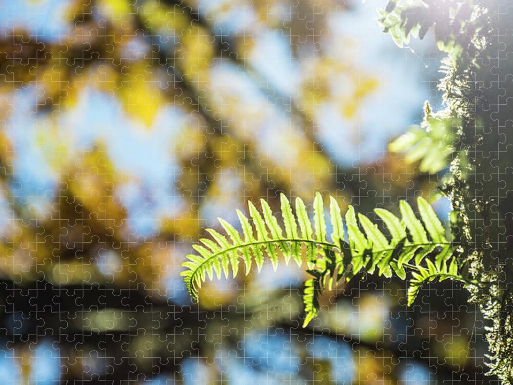 Fern Jigsaw Puzzle featuring the photograph Fall Ferns 3 by Pelo Blanco Photo