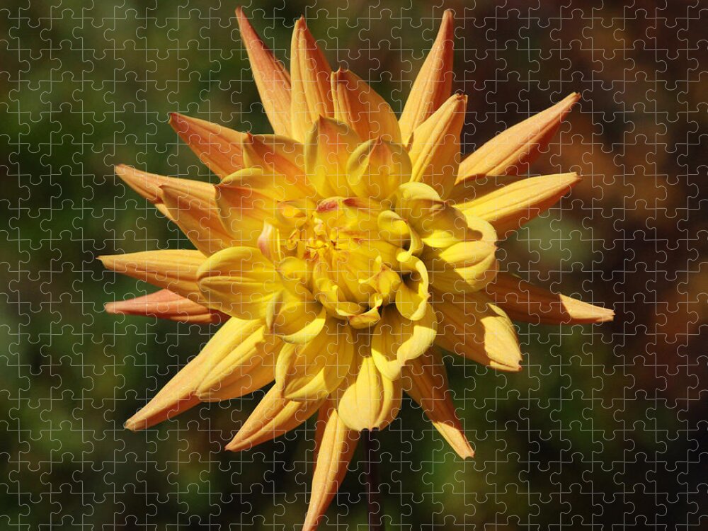 Flower Jigsaw Puzzle featuring the photograph Fall Flower by Richard Bryce and Family