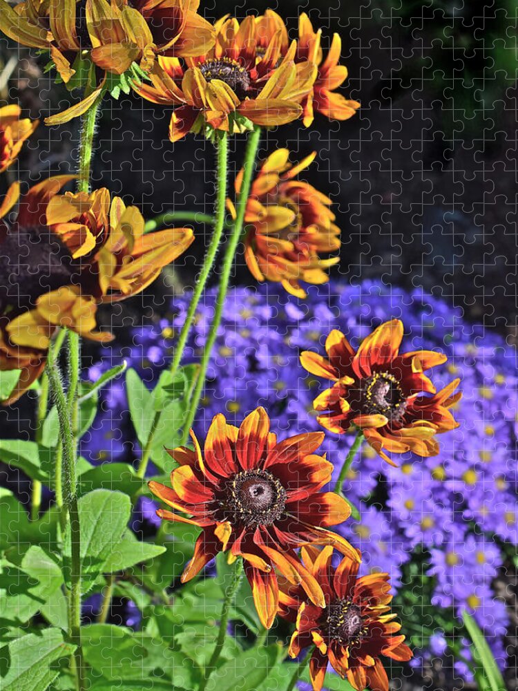 Black-eyed Susan Jigsaw Puzzle featuring the photograph Fall Gardens Black-eyed Susans and Asters 4 by Janis Senungetuk