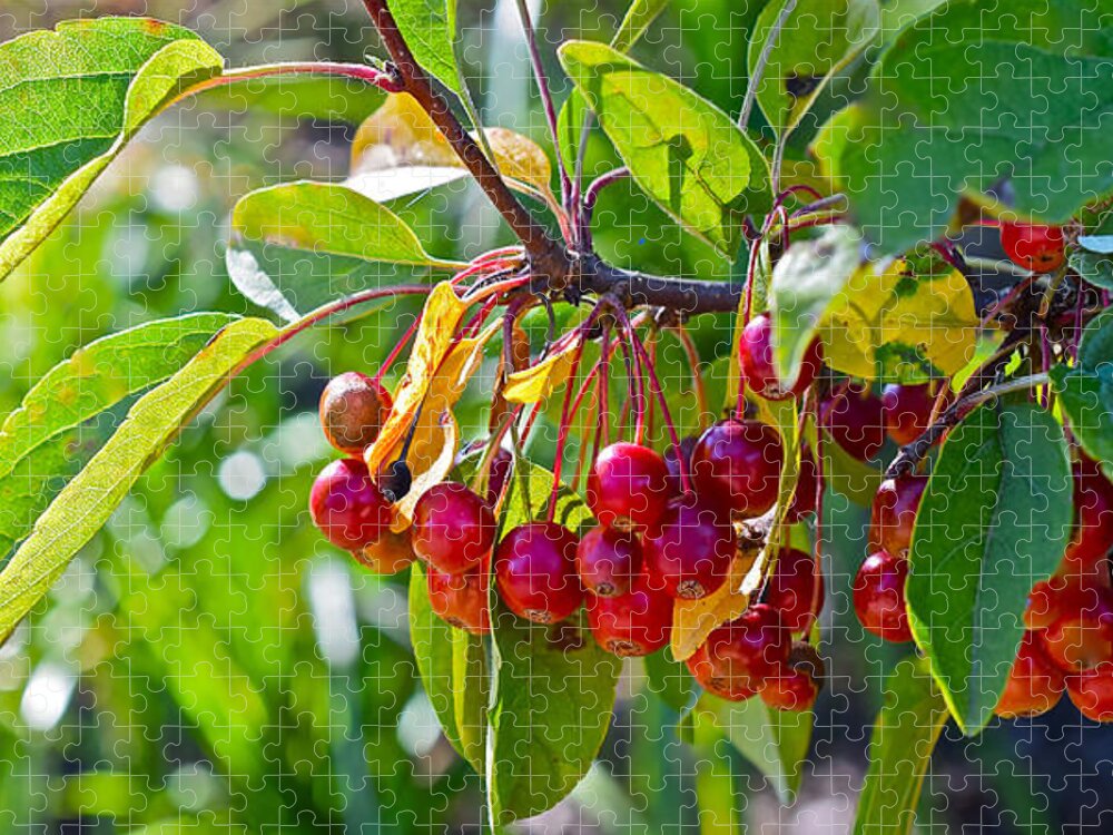 Crabapples Jigsaw Puzzle featuring the photograph Fall Gardens Ornamental Crabapples by Janis Senungetuk
