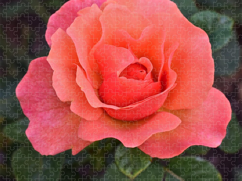 Rose Jigsaw Puzzle featuring the photograph Fall Gardens Rosh Hashana Rose by Janis Senungetuk
