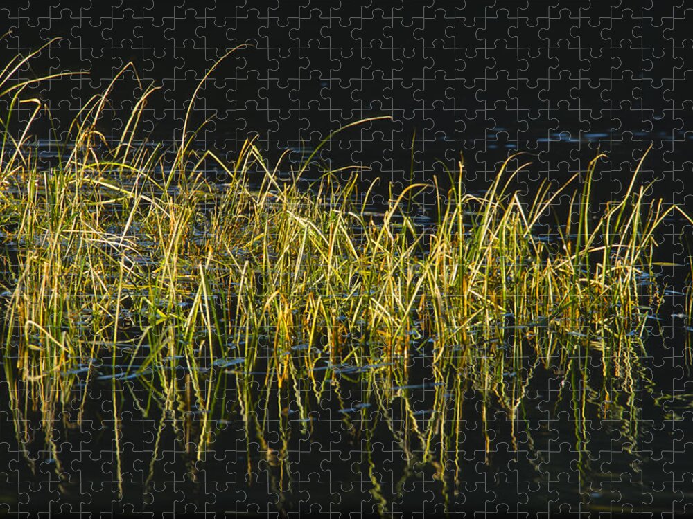 Snake River Jigsaw Puzzle featuring the photograph Fall Grasses - Snake River by Sandra Bronstein