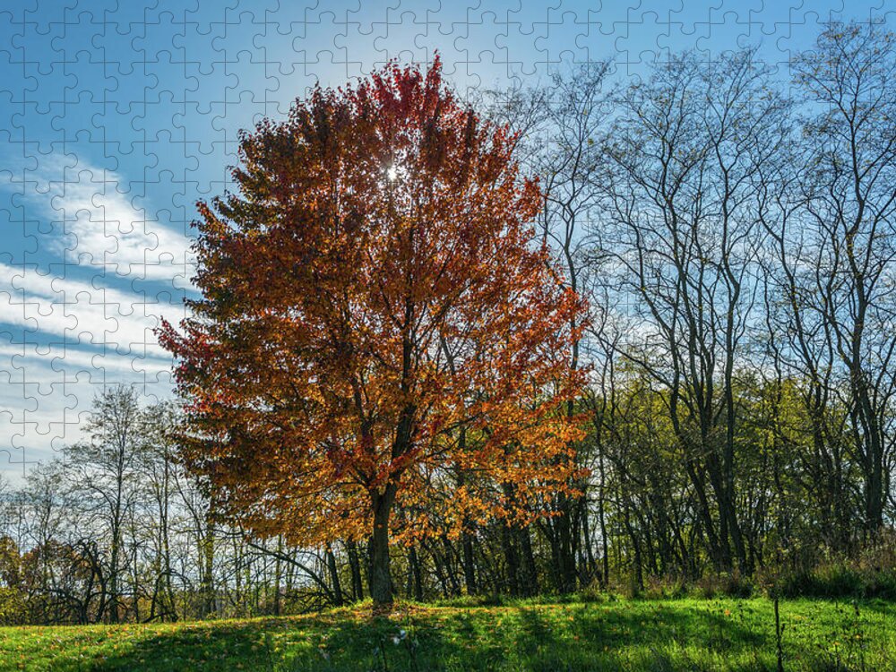 Trees Jigsaw Puzzle featuring the photograph Morning After by Pravin Sitaraman