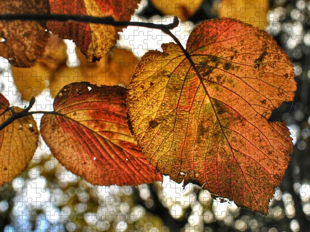 Fall Leaves Jigsaw Puzzle featuring the photograph Fall Leaves by Doug Ash