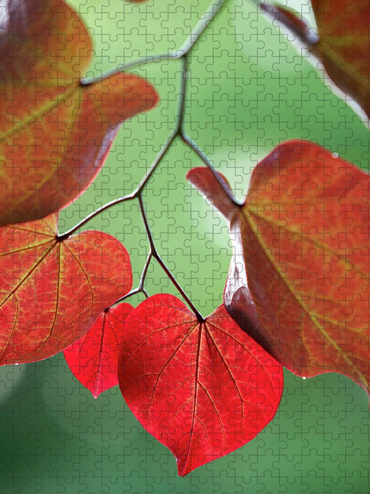 Garden Jigsaw Puzzle featuring the photograph Redbud by Garden Gate