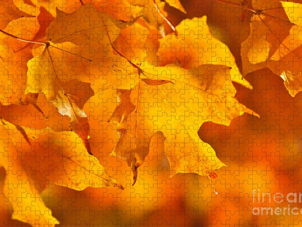 Fall Jigsaw Puzzle featuring the photograph Fall maple leaves by Elena Elisseeva